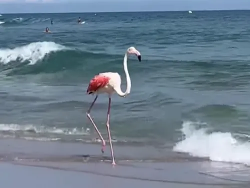 Un flamant rose aperçu au milieu des baigneurs dans le sud de la...